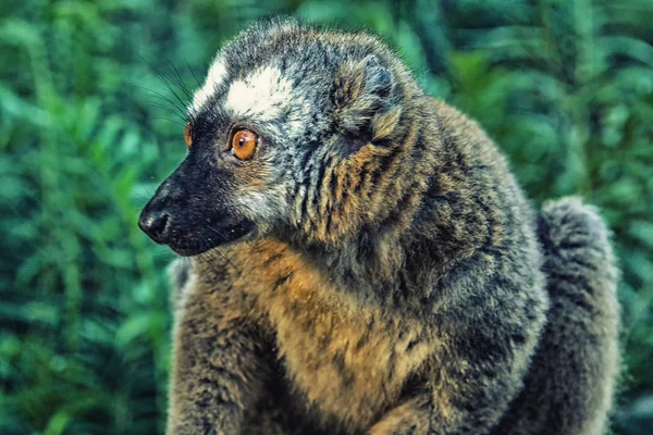 Lemur coklat depan merah — Stok Foto