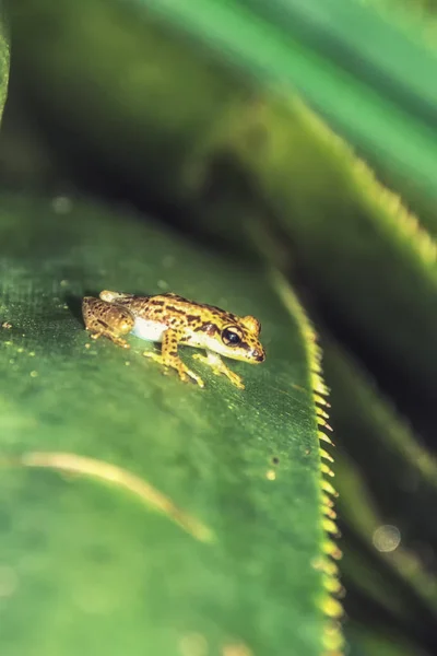 Rana tropical de Madagascar — Foto de Stock