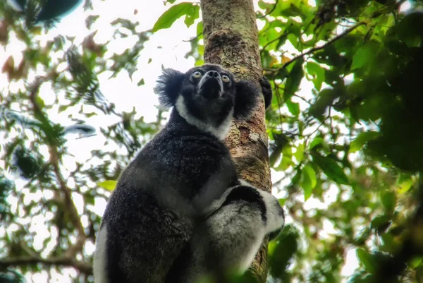 Indri, největší lemur Madagaskaru — Stock fotografie