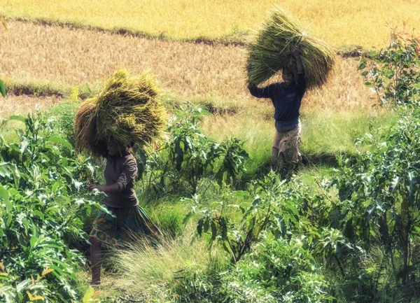 Agricultores cosechando arroz, Madagascar — Foto de Stock