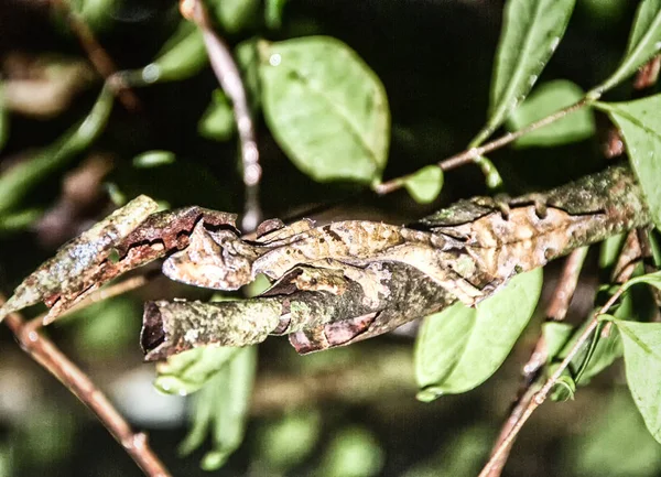 Geco de cola de hoja musgosa (Uroplatus sikorae) camuflado en un tre — Foto de Stock