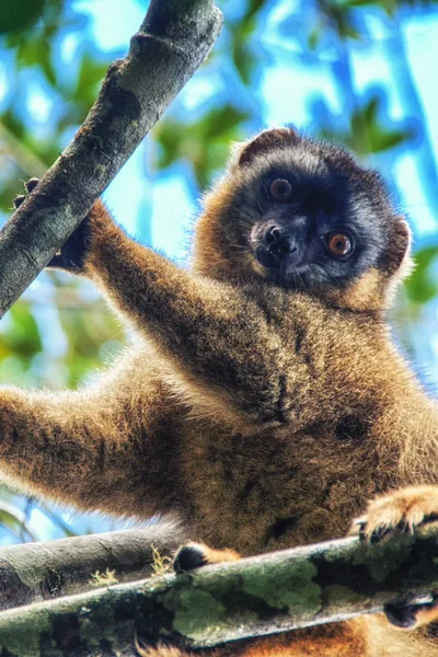 Maki van Madagaskar — Stockfoto