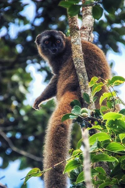 Maki van Madagaskar — Stockfoto