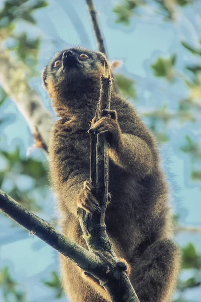 마다가스카르의 여우 원숭이 — 스톡 사진