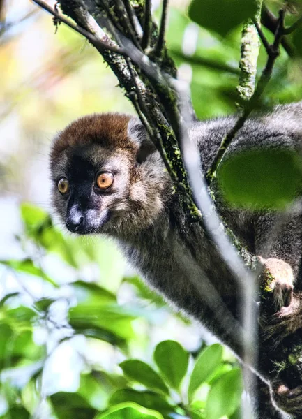 Lemur of Madagascar — Stock Photo, Image