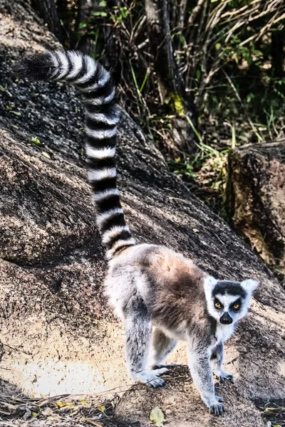 Ringstaartmaki in het Anja Reserve, Madagaskar — Stockfoto