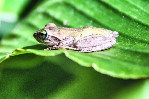 Rã tropical de Madagáscar — Fotografia de Stock