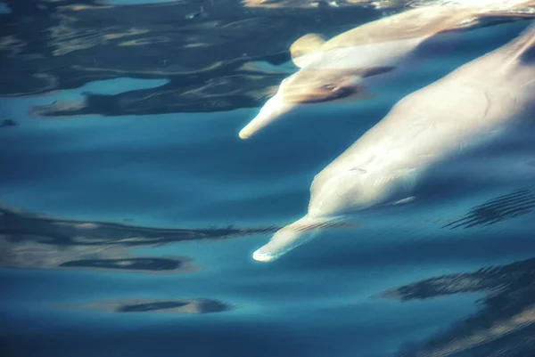 Dolphins near Musandan, Oman. — Stock Photo, Image