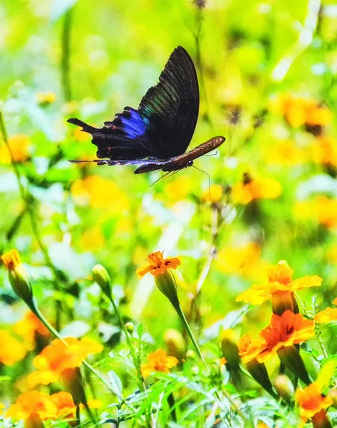 Chinese Windmill Butterfly Atrophaneura Alcinous Beautiful Popular Swallowtail Butterfly Woodlands — Stock Photo, Image