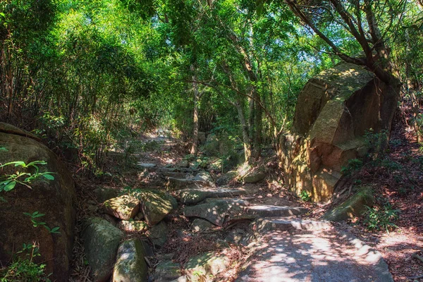 Άδειο Μονοπάτι Και Βήματα Καταπράσινο Δάσος Μπαμπού Στο Μονοπάτι Πεζοπορίας — Φωτογραφία Αρχείου