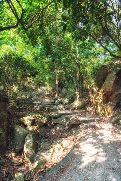 Sendero Vacío Pasos Exuberante Bosque Bambú Pista Senderismo Dragon Back — Foto de Stock