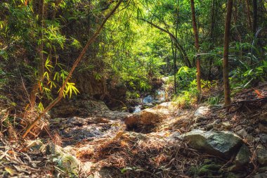 Shek O Dragon 's Back Mountain Trail Zen yemyeşil orman, Hong Kong adası
