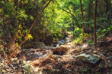 Shek O Dragon 's Back Mountain Trail Zen yemyeşil orman, Hong Kong adası