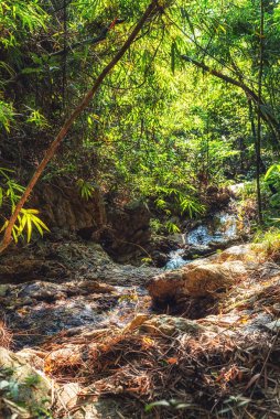 Shek O Dragon 's Back Mountain Trail Zen yemyeşil orman, Hong Kong adası