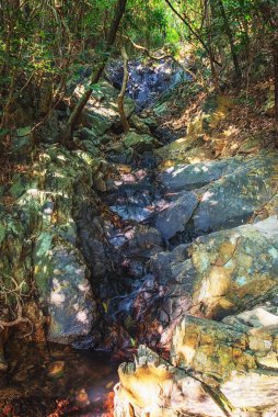 Hong Kong, Çin 'deki Dragon' s Back yürüyüş parkurunda ağaç kökleriyle dolu boş bir patika..