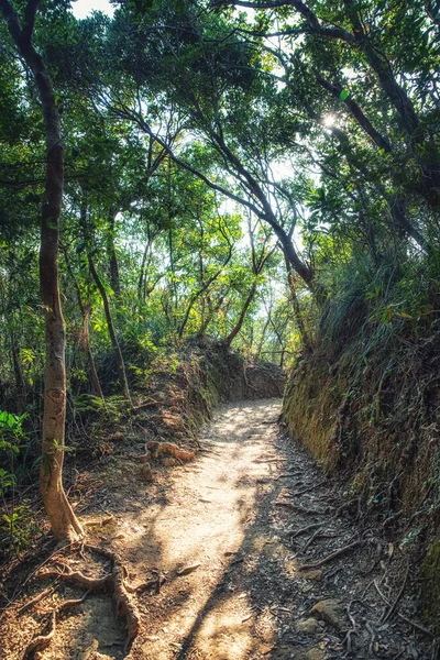 Camino Vacío Con Raíces Árboles Bosque Pista Senderismo Dragon Back — Foto de Stock