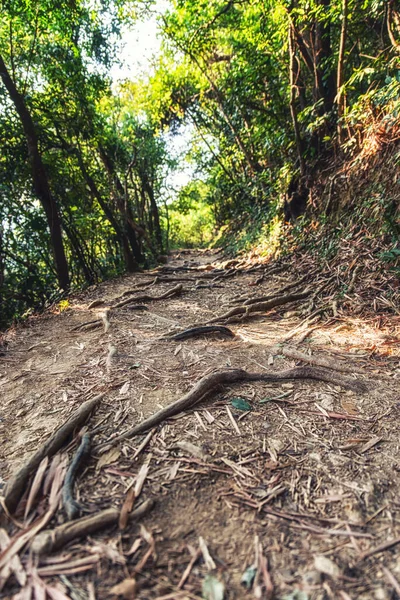 Empty path with tree roots in a forest at the Dragon\'s Back hiking trail in Hong Kong, China.