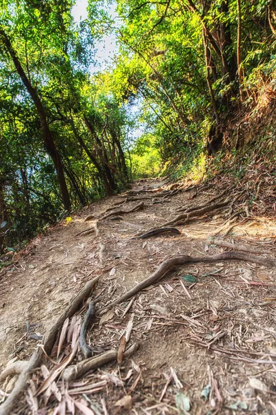 Empty path with tree roots in a forest at the Dragon's Back hiking trail in Hong Kong, China.