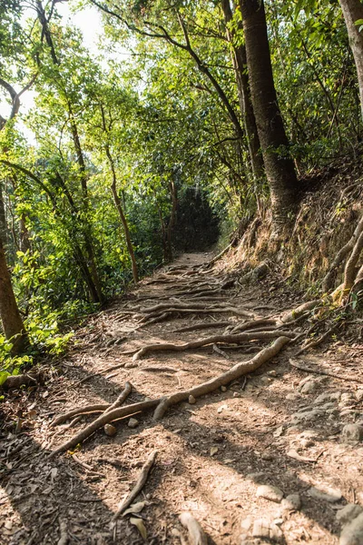 Camino Vacío Con Raíces Árboles Bosque Pista Senderismo Dragon Back — Foto de Stock