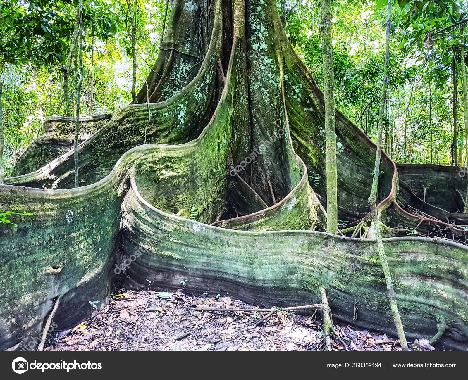Buttress Roots In The Tropical Rainforest