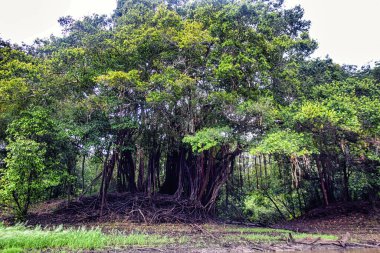 Amazon Yağmur Ormanı, Leticia Amazon, Kolombiya 'daki tropik hava bitkisi kökleri. Güney Amerika.