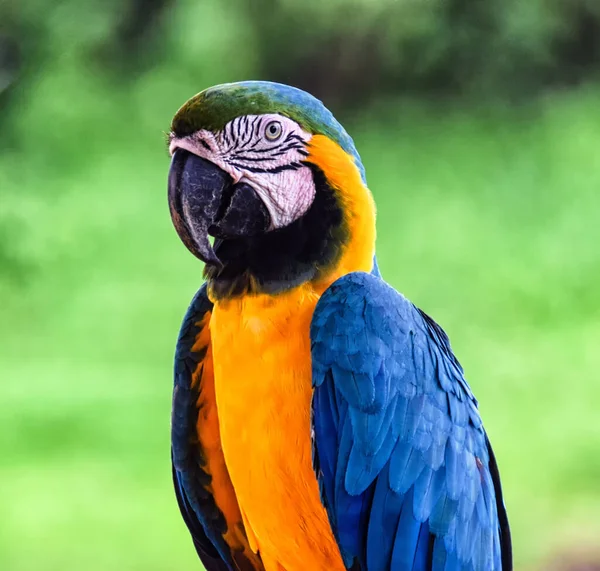 哥伦比亚纳里诺港一只蓝色和黄色的金刚鹦鹉的近景 — 图库照片