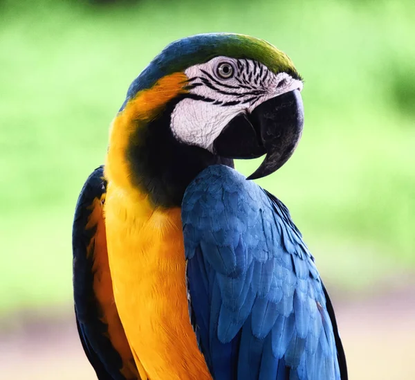 Nahaufnahme Eines Blauen Und Gelben Aras Puerto Narino Kolumbien — Stockfoto