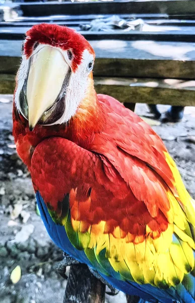 Scarlet Macaw Large Colorful Macaw Native Humid Evergreen Forests American — Stock Photo, Image