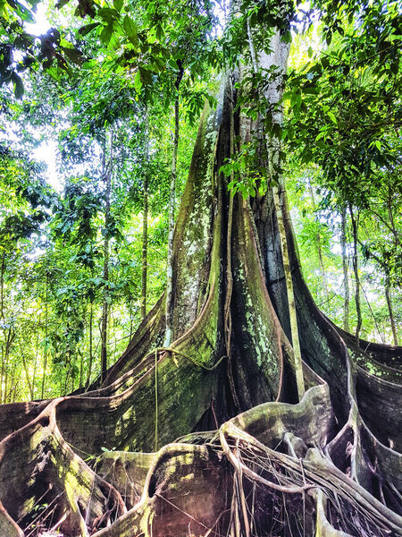 Подлесье Амазонки, тропические леса с корнями

