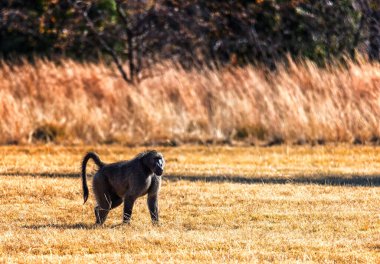 Güney Afrika 'daki babunlar vahşi doğada.