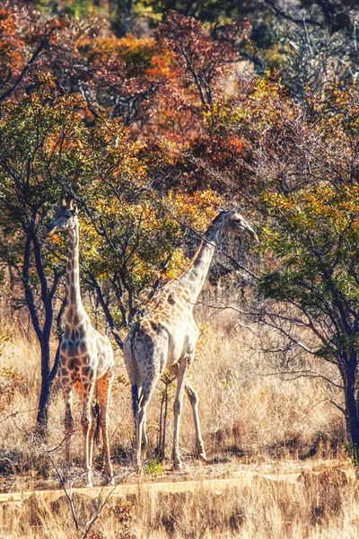 Giraffa Nel Deserto Del Sud Africa — Foto Stock