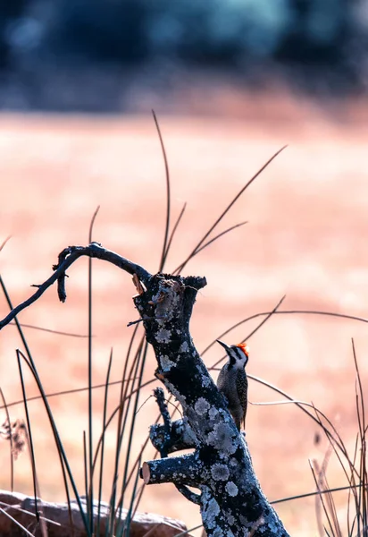 Pic Barbu Sauvage Afrique Sud — Photo