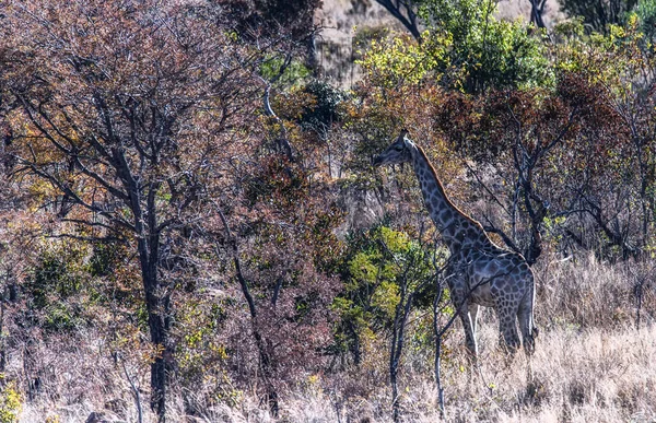 Giraffe Der Wildnis Südafrikas — Stockfoto