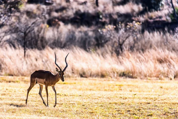 Impala Aepyceros Melampus Buck Marakele National Park Reserve África Sul — Fotografia de Stock