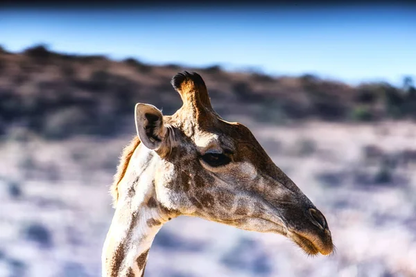 Portrait Girafe Giraffa Camelopardalis Plan Animalier — Photo
