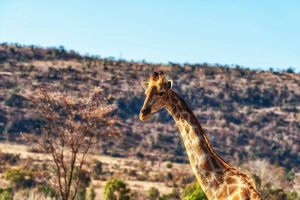 Ritratto Giraffa Giraffa Camelopardalis — Foto Stock