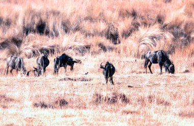 Bir grup antilop Güney Afrika 'daki Batı Burnu' nun otlak ovalarında otluyor.