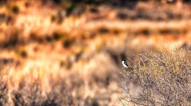 Lanius collaris, Afrika 'nın Sahra altı kesimlerinde yaşayan bir örümcek familyasının üyesidir. Ayrıca bazen Jackie Cellat ya da Kasap Kuş olarak da adlandırılır. Çünkü avı akasya dikenlerine saplanır.