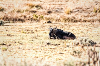 Güney Afrika 'daki Marakele Ulusal Parkı' nda yatan antiloplar.