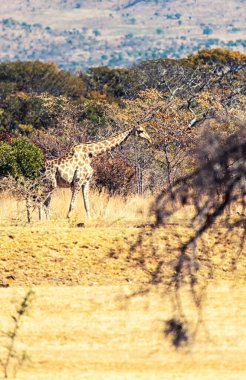 Güney Afrika 'nın vahşi doğasında zürafa.