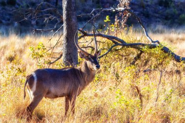 Güney Afrika 'daki Marakele Ulusal Parkı' nda Water Buck 'a yakın çekim.