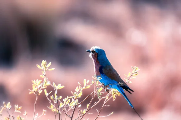 Lilac Breasted Roller Coratias Caudata Een Tak Dus — Stockfoto