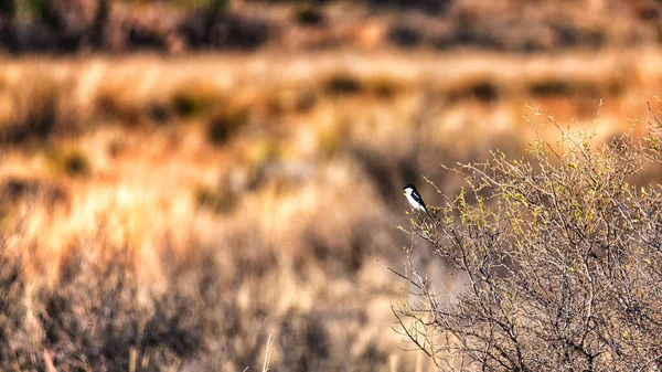 Lanius Collaris Afrika Nın Sahra Altı Kesimlerinde Yaşayan Bir Örümcek — Stok fotoğraf