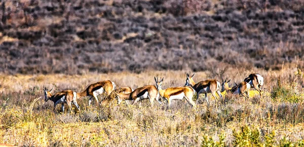 Impalas Mâles Parc National Marakele Afrique Sud — Photo