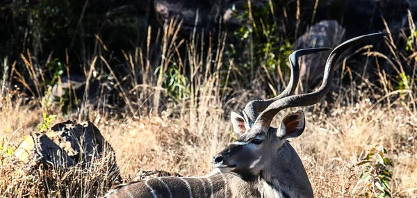 Grote Mannelijke Kudu Kijkend Naar Camera Marakele National Park Zuid — Stockfoto