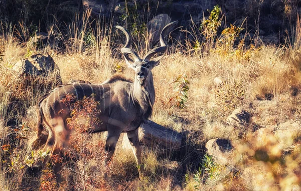 Μεγάλο Αρσενικό Kudu Κοιτάζοντας Την Κάμερα Στο Εθνικό Πάρκο Marakele — Φωτογραφία Αρχείου