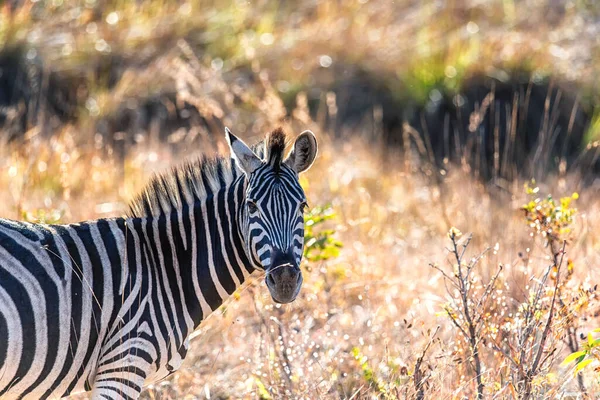 Close Zebra Savannah África Sul Parque Nacional Marakele África Sul — Fotografia de Stock