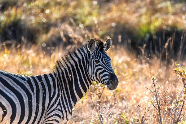 Close Zebra Savannah África Sul Parque Nacional Marakele África Sul — Fotografia de Stock