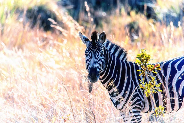 Close Zebra Savannah África Sul Parque Nacional Marakele África Sul — Fotografia de Stock