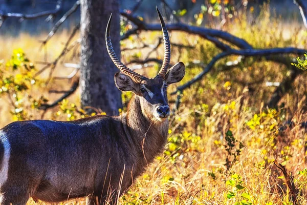 Primo Piano Water Buck Nel Parco Nazionale Marakele Sud Africa — Foto Stock